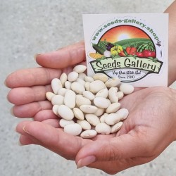 Giant bean seeds Eureka
