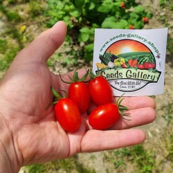 Насіння томатів Даттеріно,...