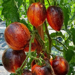 Gargamel Tomato Seeds