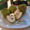 Semi di Atemoya (Annona × cherimoya) | 5,95 €