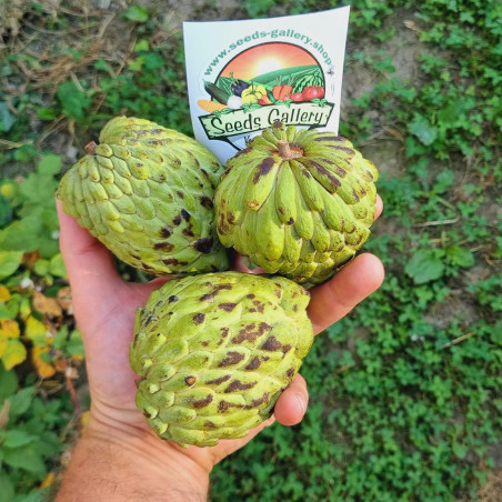 بذور أتيمويا (أنونا × شيريمويا) | 5.95 €
