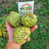 Semi di Atemoya (Annona × cherimoya) | 5,95 €