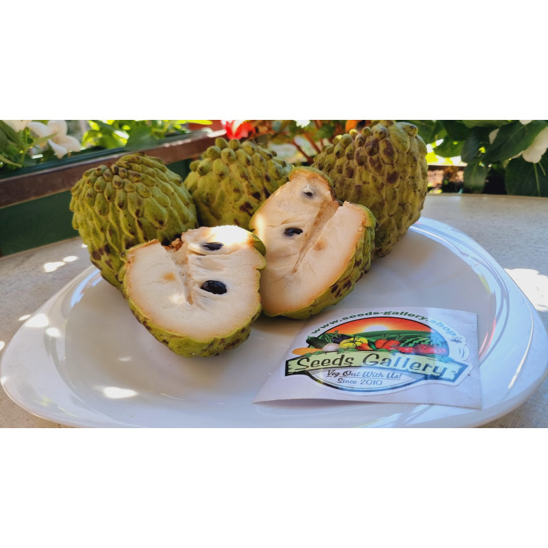 بذور أتيمويا (أنونا × شيريمويا) | 5.95 €