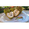 Semi di Atemoya (Annona × cherimoya) | 5,95 €
