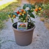 Dwarf tomato seeds Evita | €2.25