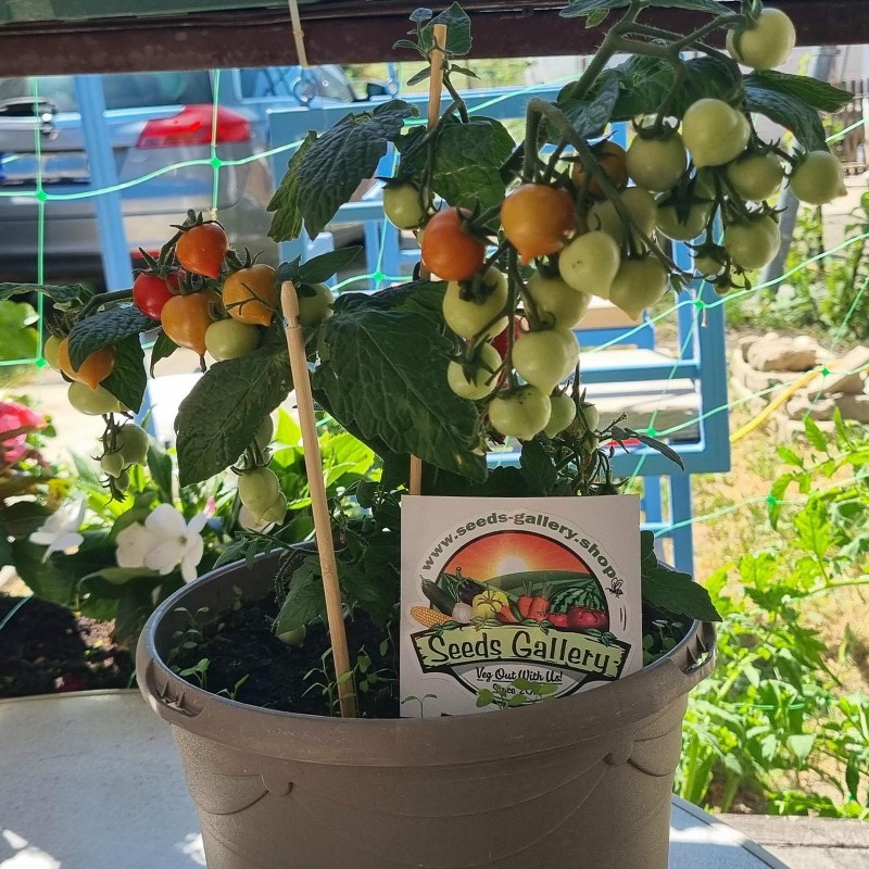 Nasiona pomidora karłowatego Evita | 2,25 €