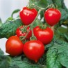 Dwarf tomato seeds Evita | €2.25