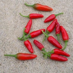Aji Pipi de Mono Chili Seeds