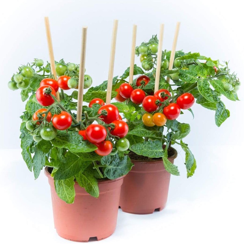 بذور الطماطم باجاجا | 1.65 €