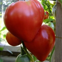 Eagle Heart Siberian Tomato...