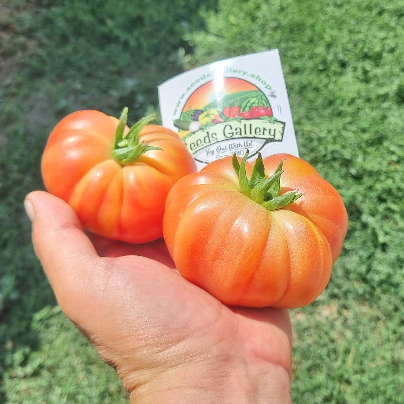 Semillas de Auténtico Tomate de Muchamiel | 1,85 €