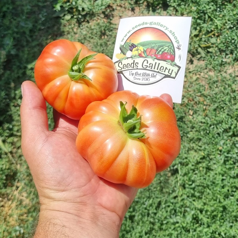 Semillas de Auténtico Tomate de Muchamiel | 1,85 €