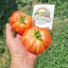 Semillas de Auténtico Tomate de Muchamiel | 1,85 €
