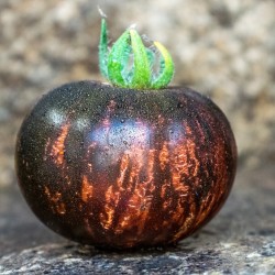 Queen Of The Night Tomato...