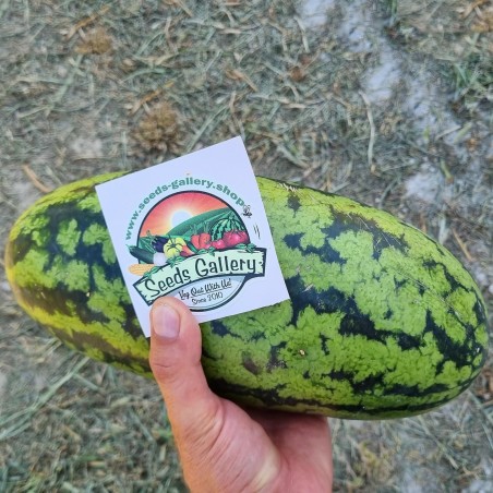 Watermelon seeds Yellow Banana | €2.35