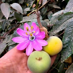 Tauso Seme (Passiflora...