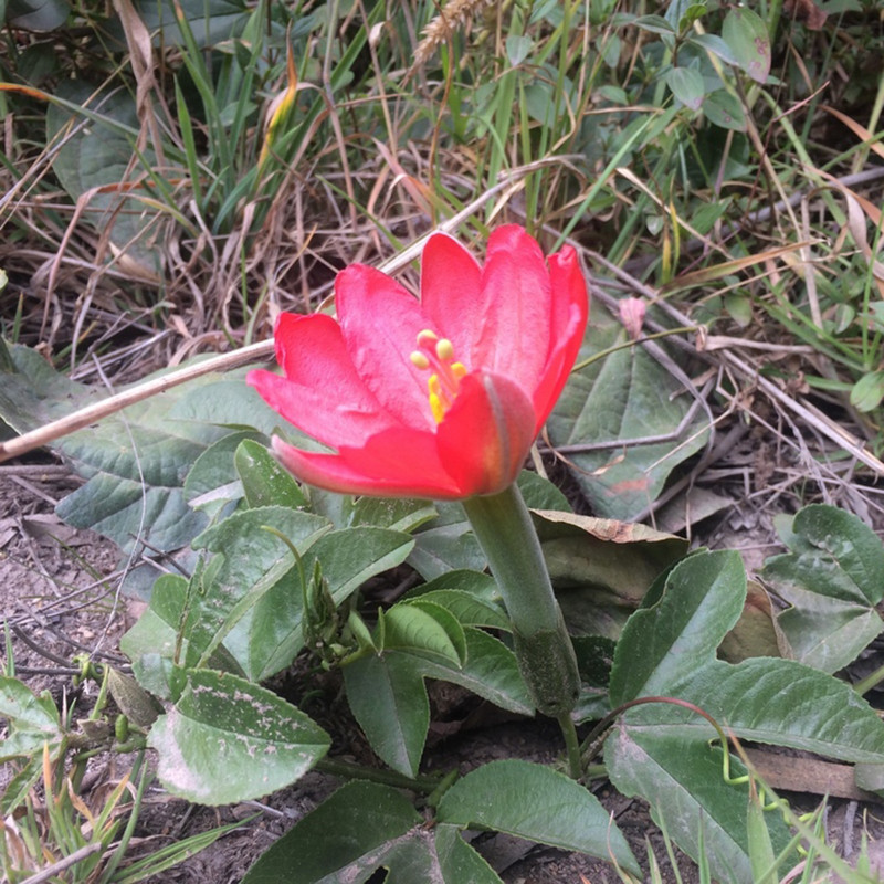 Σπόροι Tumbo (Passiflora mixta) | 3,50 €