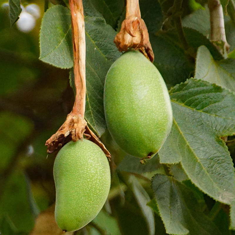 Σπόροι Tumbo (Passiflora mixta) | 3,50 €