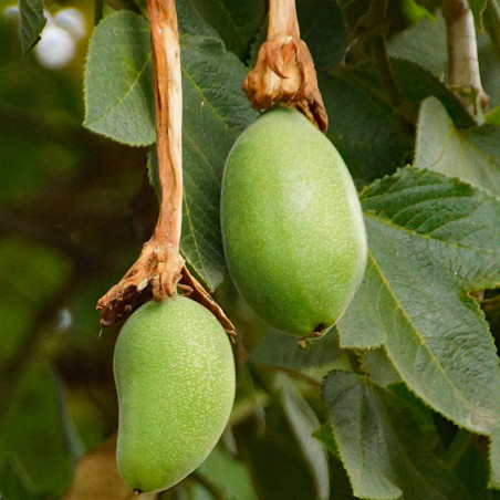 Σπόροι Tumbo (Passiflora mixta) | 3,50 €