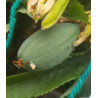 Σπόροι Tumbo (Passiflora mixta) | 3,50 €