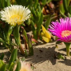 Hottentot-Fig, Ice Plant...