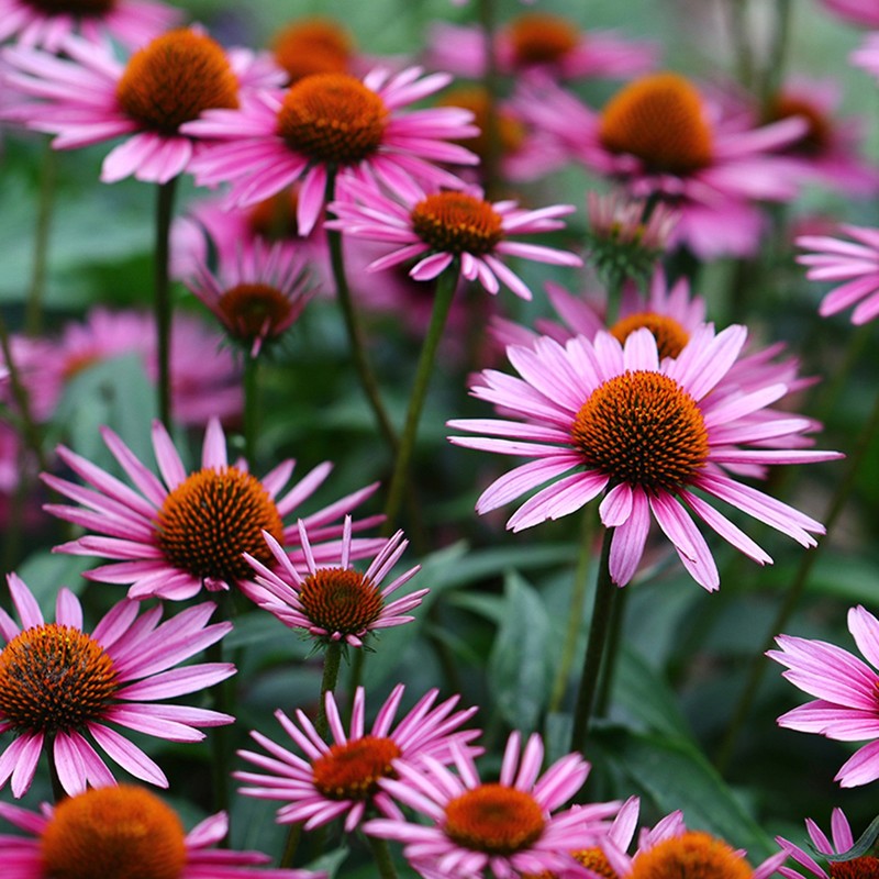 Graines rudbeckie pourpre (Echinacea purpurea) | 1,15 €