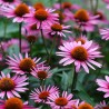 Graines rudbeckie pourpre (Echinacea purpurea) | 1,15 €