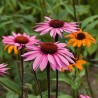 Semena Třapatkovka nachová (Echinacea purpurea) | 1,15 €