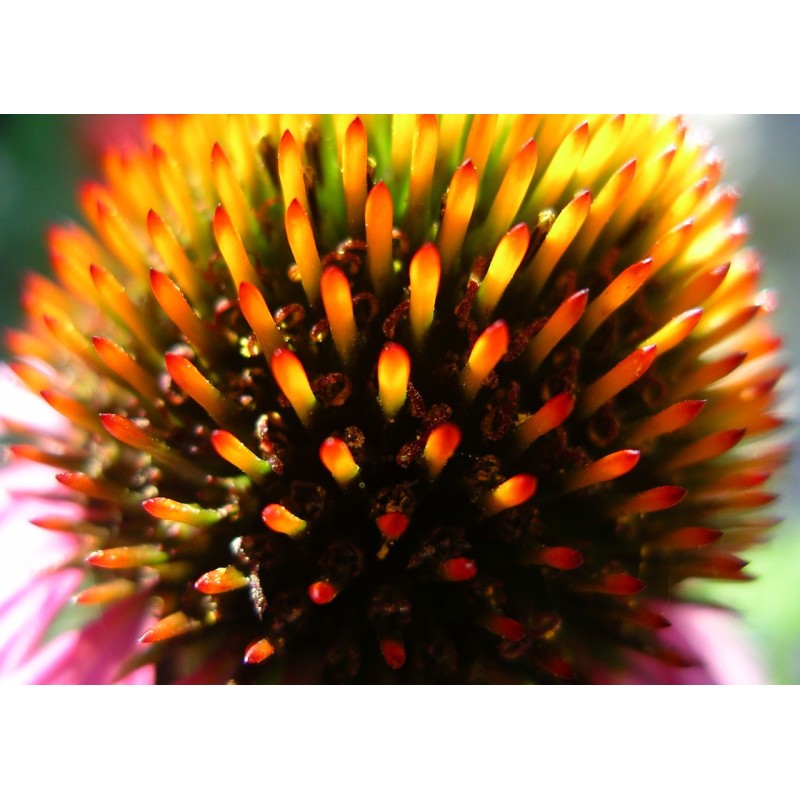 Purple coneflower seeds (Echinacea purpurea) | €1.15