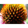 (Echinacea purpurea) قنفذية أرجوانية بذور | 1.15 €
