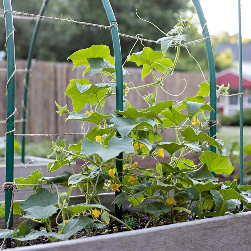 400 Graines de Cornichon 'Paris' | 6,25 €