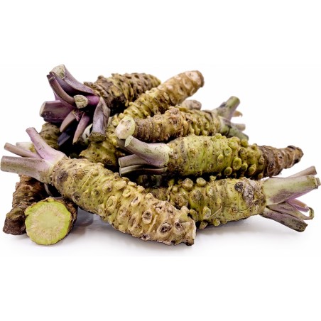 Graines de Wasabi (Eutrema japonicum) | 7,50 €