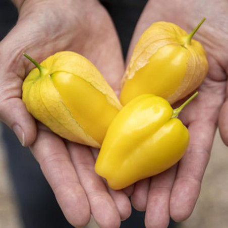 Tomatillo Queen of Malinalco seeds (Phylasis ixocarpa) | β¬4.50