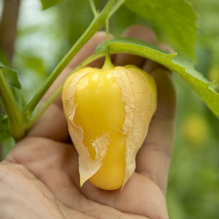 Tomatillo Queen of Malinalco seeds (Phylasis ixocarpa) | β¬4.50