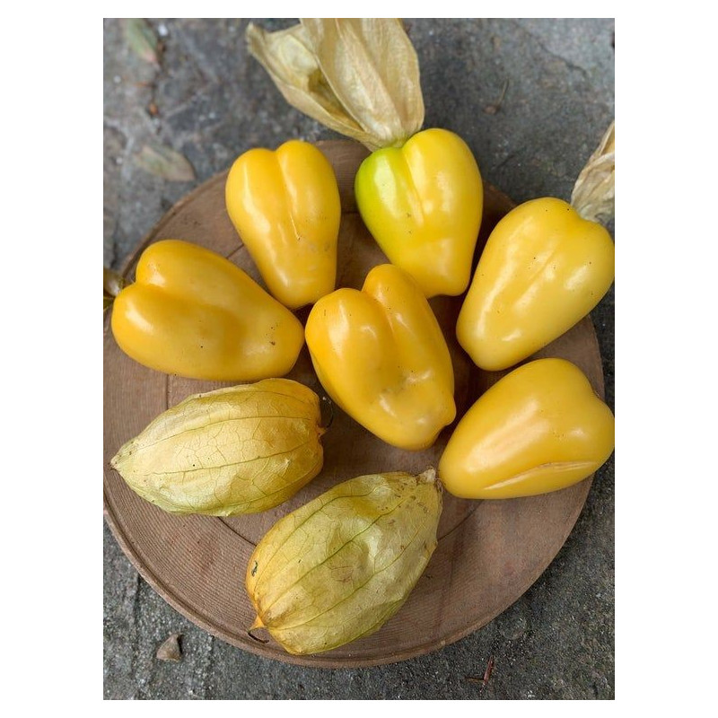 Tomatillo Queen of Malinalco seeds (Phylasis ixocarpa) | €4.50