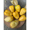Tomatillo Queen of Malinalco seeds (Phylasis ixocarpa) | €4.50