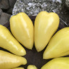 Tomatillo Queen of Malinalco seeds (Phylasis ixocarpa) | €4.50
