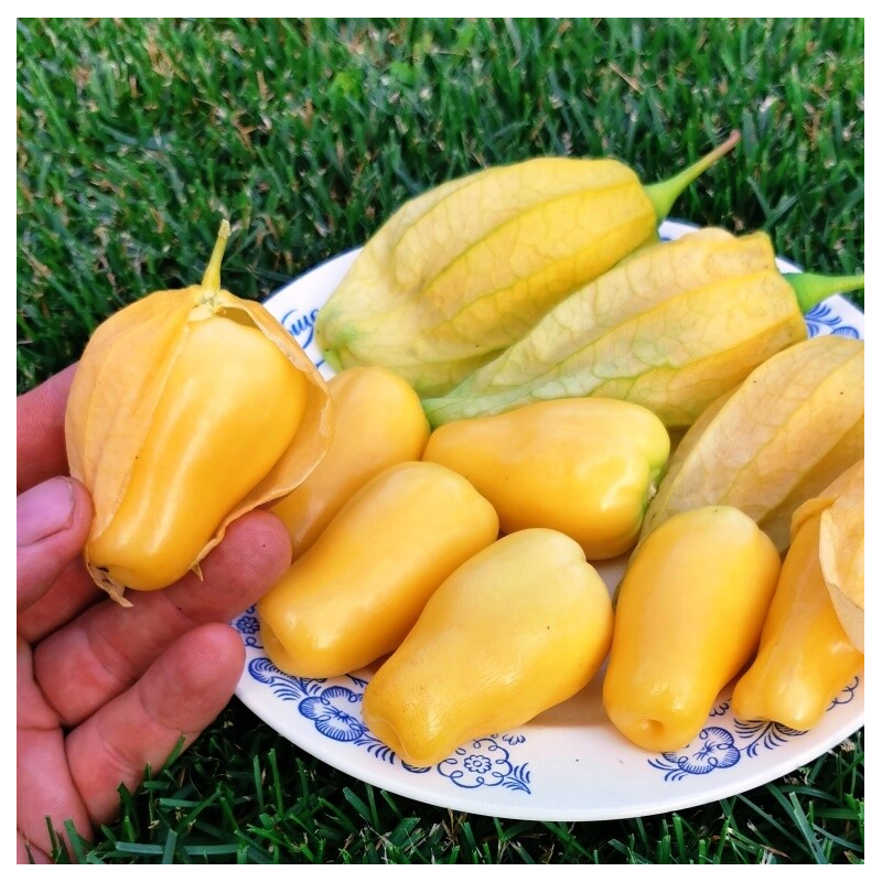 Tomatillo Queen of Malinalco seeds (Phylasis ixocarpa) | €4.50