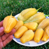 Tomatillo Queen of Malinalco seeds (Phylasis ixocarpa) | €4.50