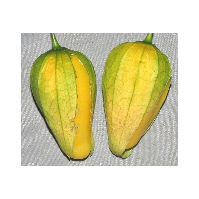 Tomatillo Queen of Malinalco seeds (Phylasis ixocarpa) | €4.50