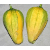 Tomatillo Queen of Malinalco seeds (Phylasis ixocarpa) | €4.50