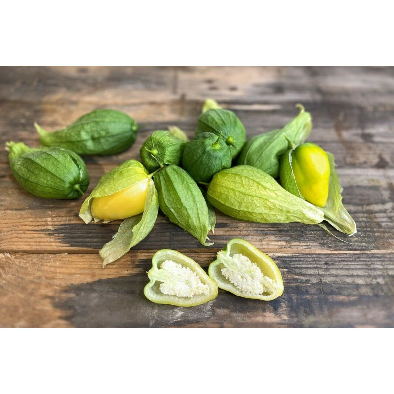 Tomatillo Queen of Malinalco seeds (Phylasis ixocarpa) | €4.50