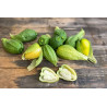 Tomatillo Queen of Malinalco seeds (Phylasis ixocarpa) | €4.50