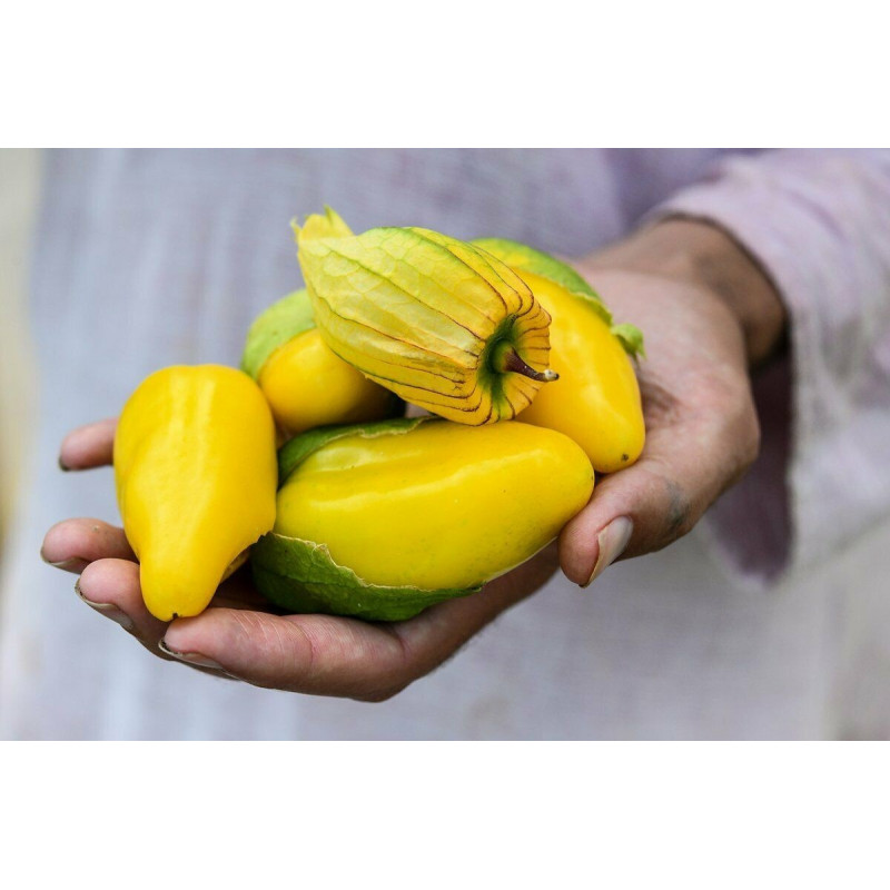 Tomatillo Queen of Malinalco seeds (Phylasis ixocarpa) | €4.50