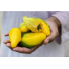 Tomatillo Queen of Malinalco seeds (Phylasis ixocarpa) | €4.50