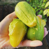 Tomatillo Queen of Malinalco seeds (Phylasis ixocarpa) | €4.50