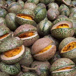 Voacanga africana Seeds | 1.95 €🌳🌼🌸🌿🌱