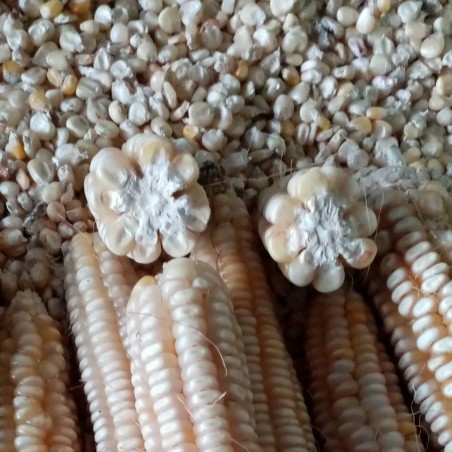 Semillas de maíz Osmak (ocho filas)