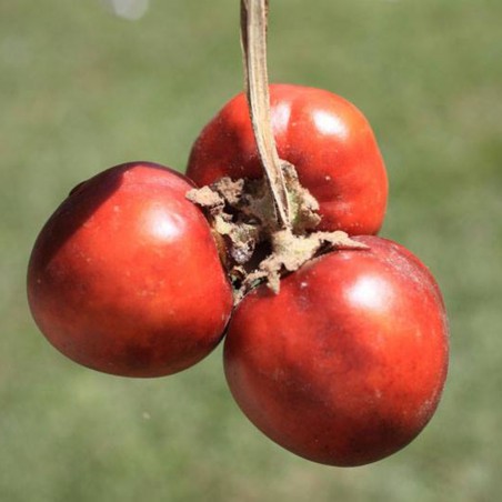 Kleine rote Cocona Samen (Solanum sessiliflorum)