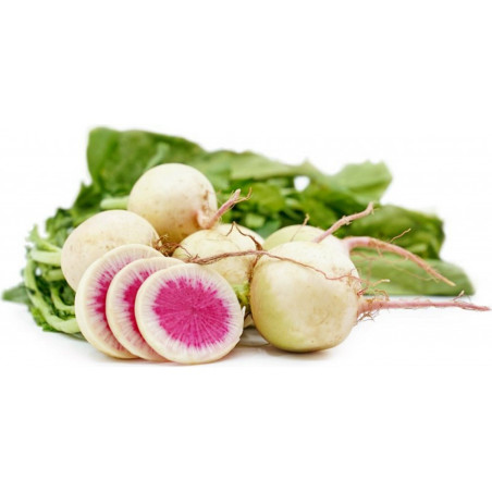 Tahitilime Frön (Citrus ×latifolia) | 1,95 €